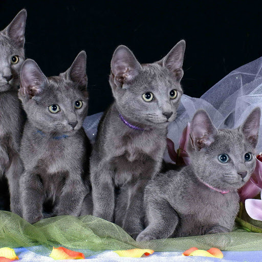 Hd-159915-ascw159915