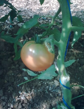 Tomato Grown in High Tunnel
