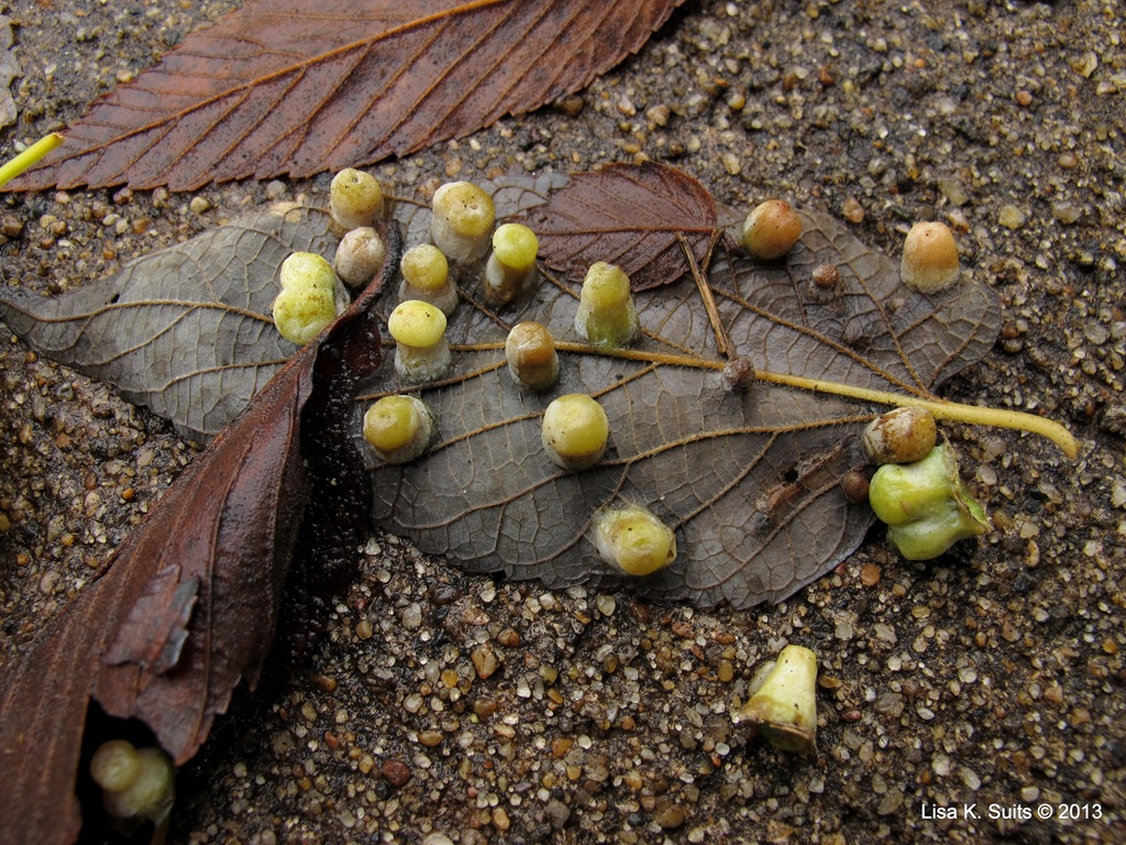 [green%2520galls%2520again%255B3%255D.jpg]