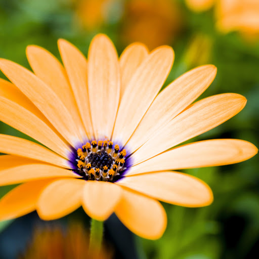 Hd-172393-ascw172393