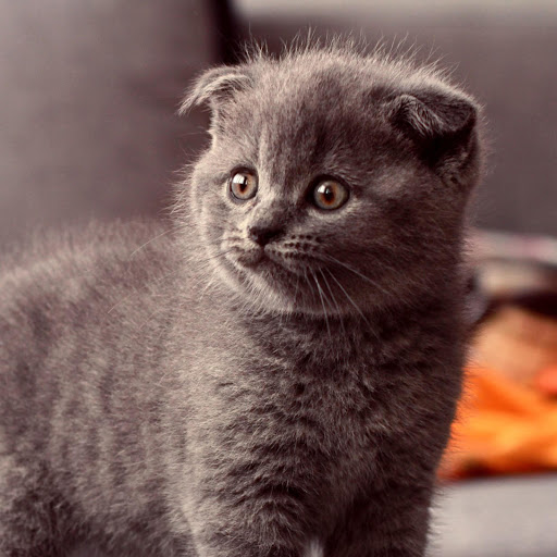 Hd-170478-ascw170478