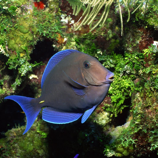 Hd-166313-ascw166313