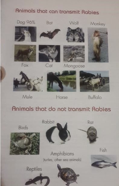 [animals%2520that%2520cause%2520rabies%2520and%2520animals%2520that%2520don%2527t%2520cause%2520rabies%255B11%255D.jpg]