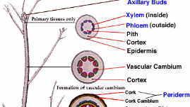 Multiple Choice Quiz On Plant Anatomy