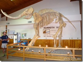 Sept 1, 2012: Skeleton of a Columbian Mammoth
