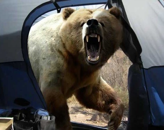 [bear_attacks_tent%255B7%255D.jpg]