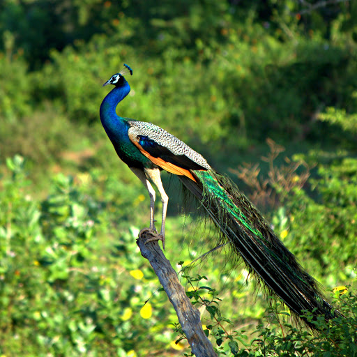 Hd-160582-ascw160582