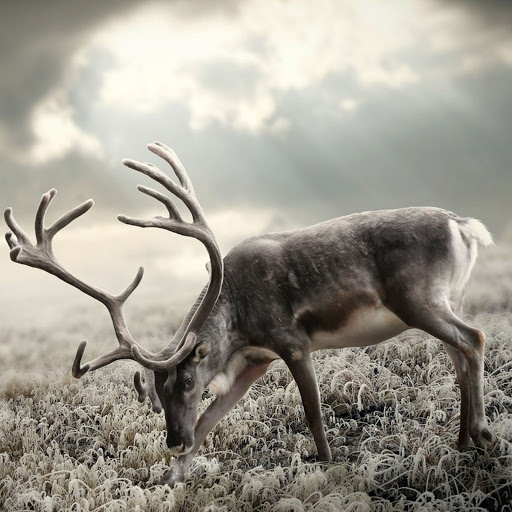 Hd-136490-ascw136490