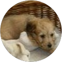 Image Google de Aurelie Decaestecker