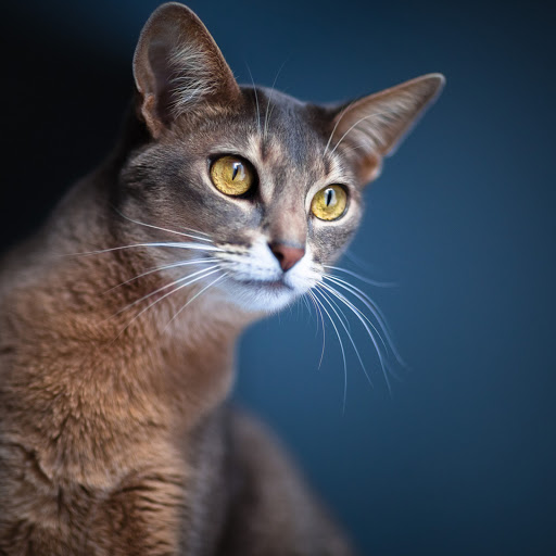 Hd-170878-ascw170878