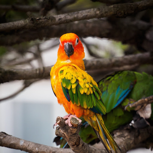 Hd-170954-ascw170954