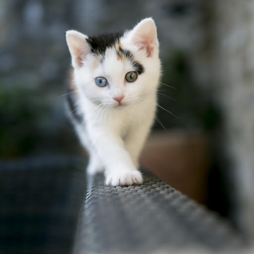 Hd-176354-ascw176354