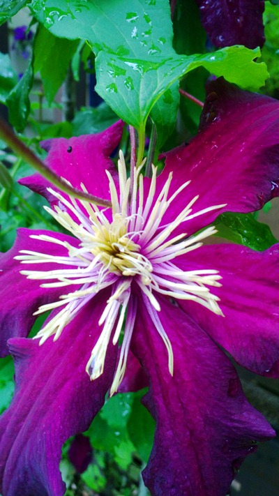 Clematis | Ideas in Bloom