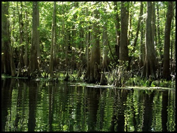 kayaking the Ichtucknee 198