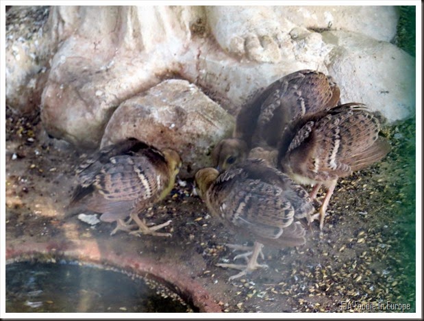 baby peacocks