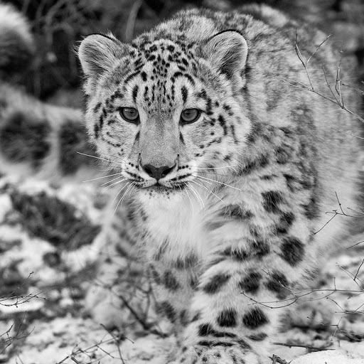 Hd-181005-ascw181005