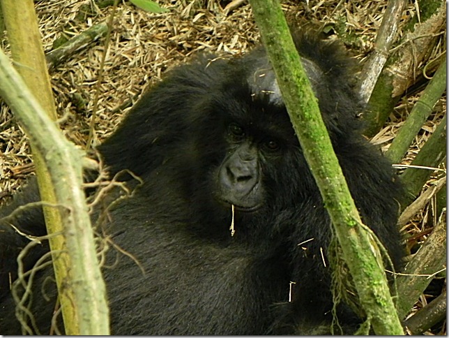Rwanda_Gorillas (1)