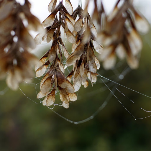 Hd-155185-ascw155185