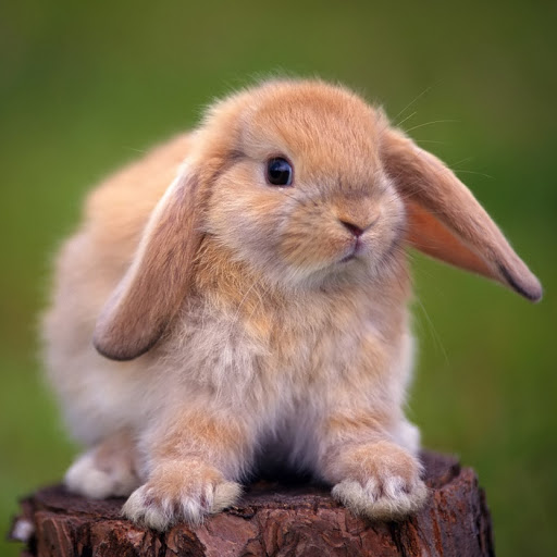 Hd-180381-ascw180381