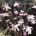 Magnolia (Leonard-Messel)
