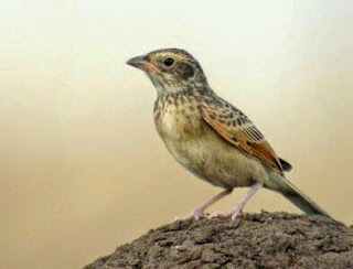Hati-hati dengan jenis burung kicau yang memiliki kesamaan branjangan