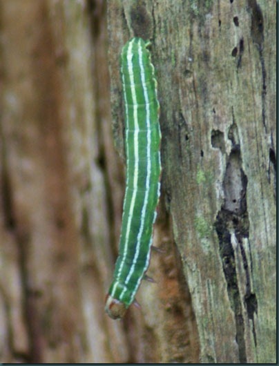 6 pine beauty caterpillar