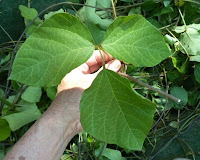 single kudzu leaf