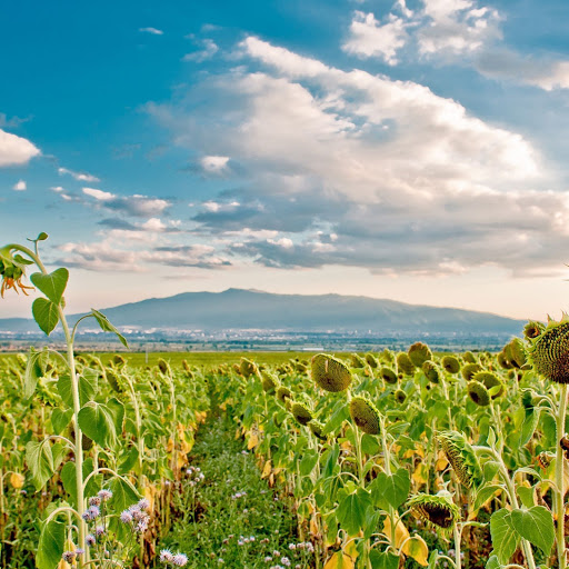 Hd-141310-ascw141310