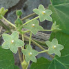 Green Milkweed Vine.    Pearl Milkweed. Net-vein Milkvine