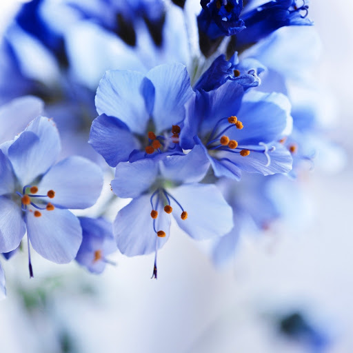 Hd-142018-ascw142018