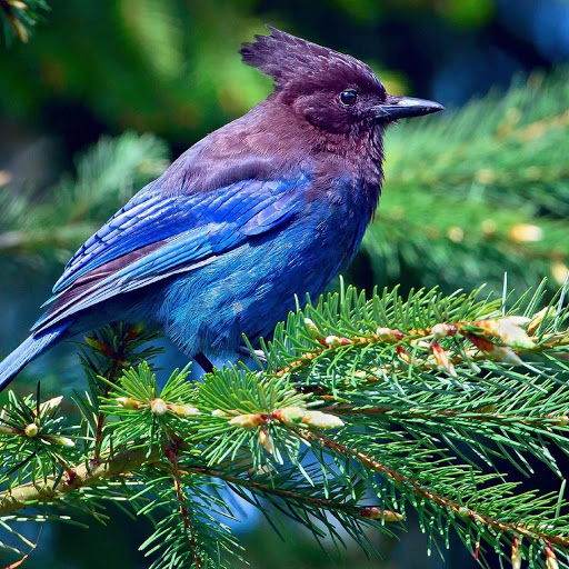 Hd-180132-ascw180132