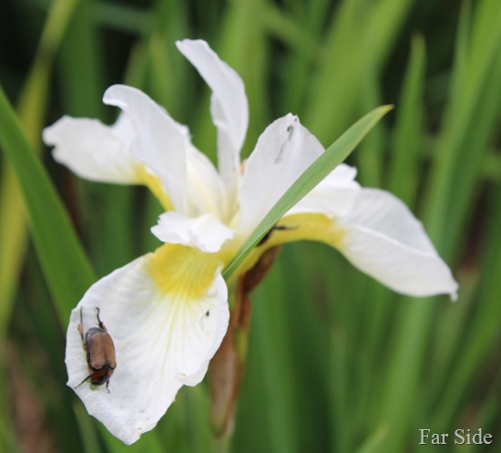 Bug on an Iris