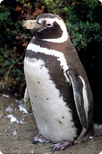 Magellanic-penguin02 Magellanic-penguin02
