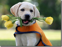 perros con flor (7)