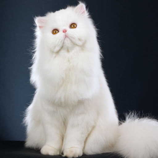 Hd-181654-ascw181654