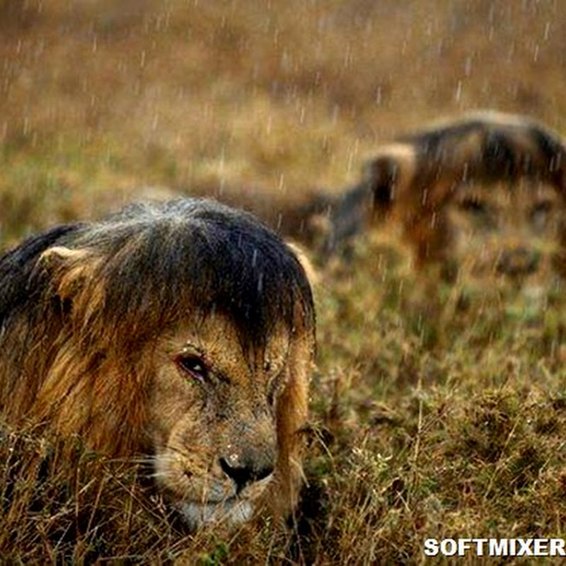 Животные и дождь
