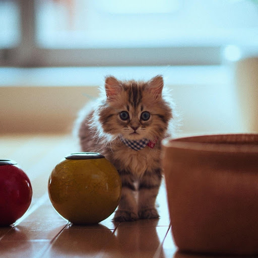 Hd-177219-ascw177219