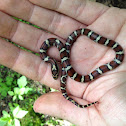 Eastern milk snake