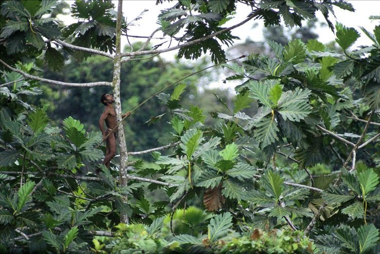 korowai-tree-house-6