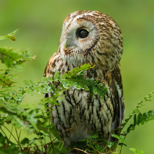 Hd-145013-ascw145013