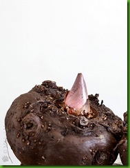 Amorphophallus konjac bulb