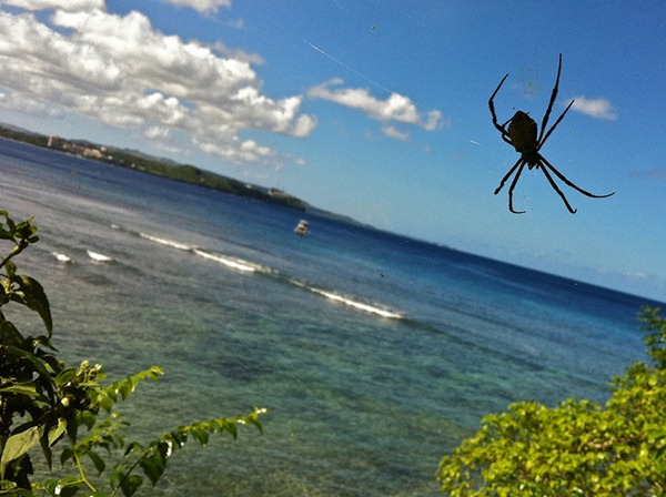 Spiders - Guam