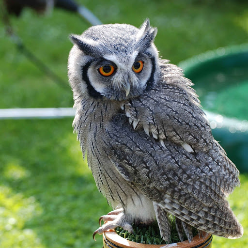 Hd-183954-ascw183954