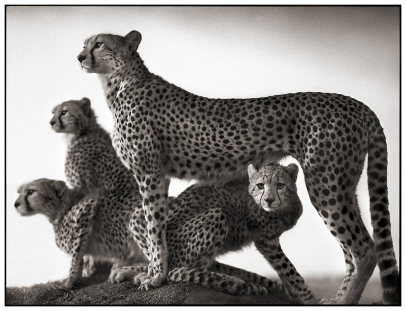 4 Cheetah & Cubs