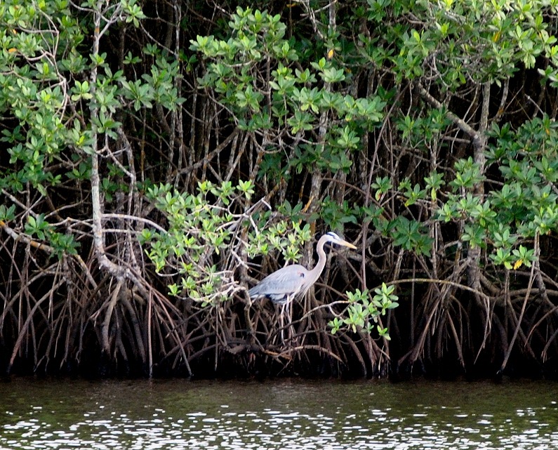 [Great-Blue-Heron-on-Mangroves4.jpg]