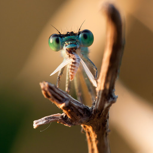 Hd-154644-ascw154644