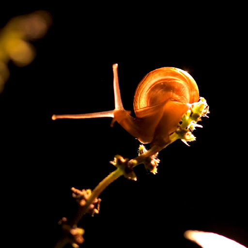 Hd-180310-ascw180310