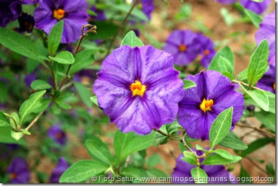 7247 Cruz Grande-La Filipina(Solanum rantonetti-Solano flor azul) 7247 Cruz Grande-La Filipina(Solanum rantonetti-Solano flor azul)