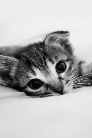 Jwarren-bedtimekitty