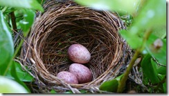 Bird's Nest with 3 eggs